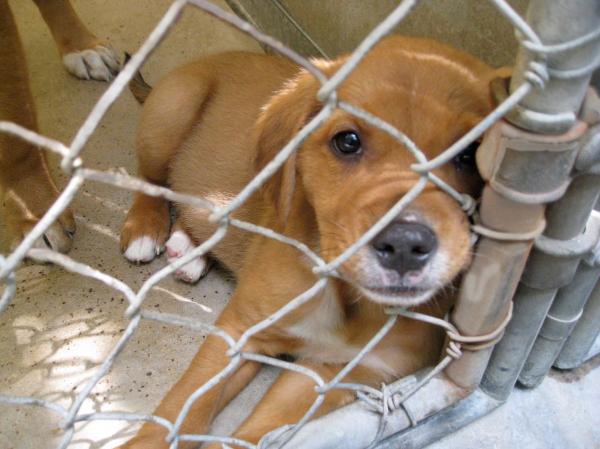 13217355_1169834113040831_666266565952471592_o