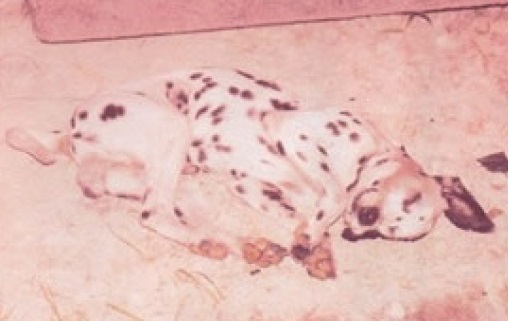 dalmatian_0001