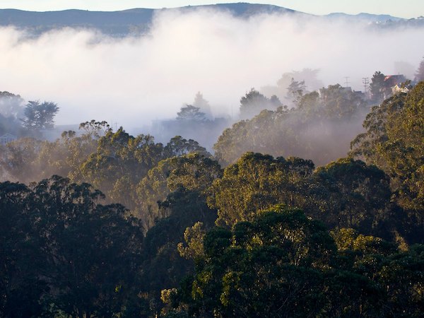 forest-and-fog