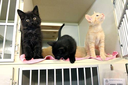 1491659_706452769412205_6644061604975546199_n