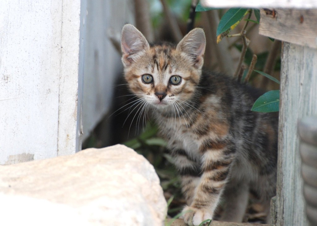 Feral-Cat--Pet-Talk-