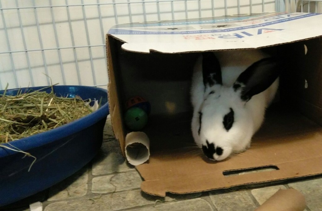 IMG_20150912_1402559_rewind