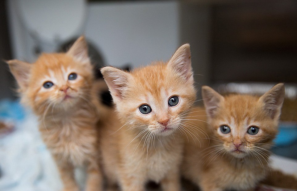 28F805C600000578-0-image-a-56_1432299770244