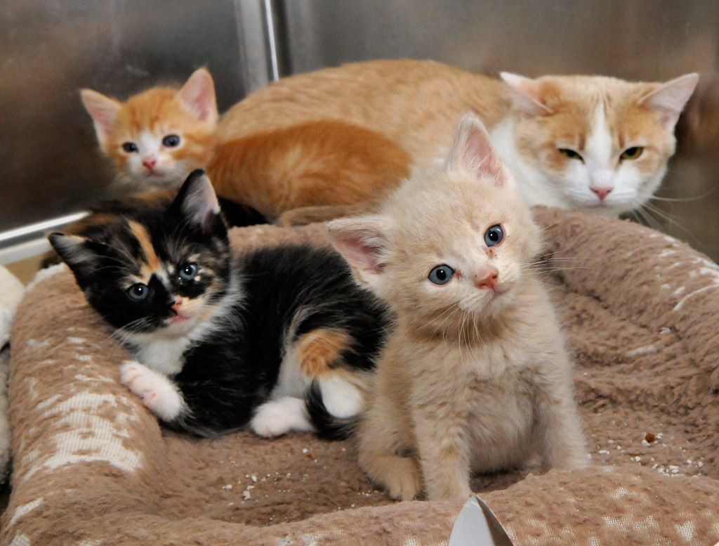 jt061914c/a sec/jim thompson/ A mother cat and her kittens are part of the overcrowding problem of cats and kittens at the city's animal shelters. Thursday, June. 19, 2014.(Jim Thompson/Albuquerque Journal.)
