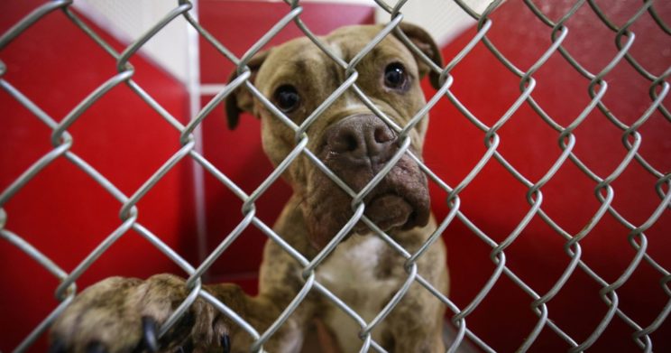 Delaware Animal Services