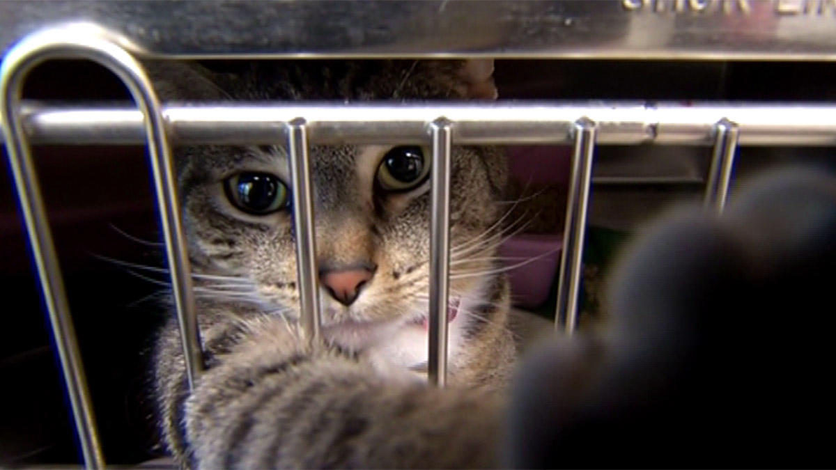 greenbeltanimalshelterabandonedcat060616